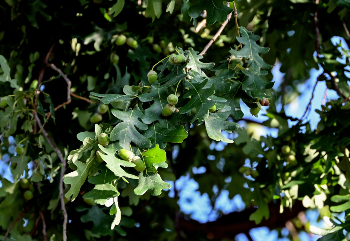 Plant Image